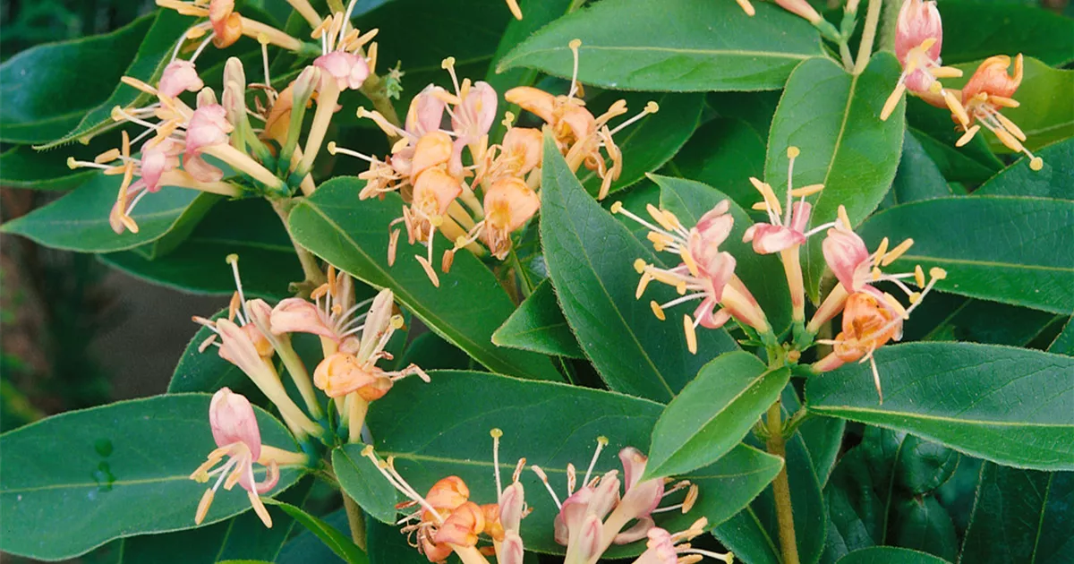 corn plant plant Dracaena Mass Cane Corn Plant Massangeana, 3 Stems Staggered main image 0
