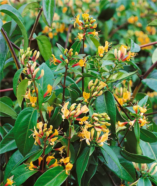 Lonicera henryi, Immergrne Geischlinge - Baumschule Ley