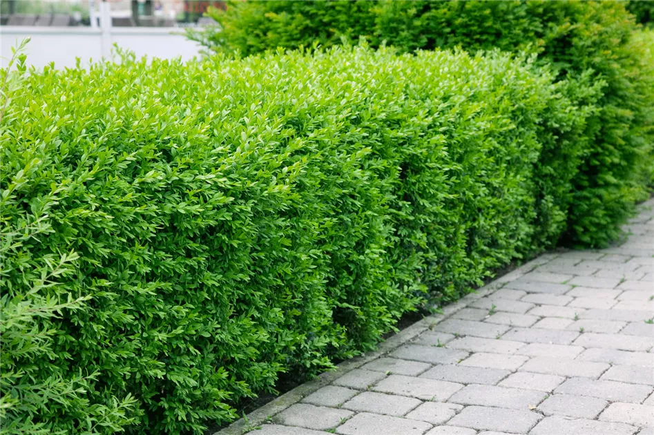 golden nanmu plant Gardenia, 