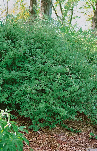 Lonicera xylosteum, Gemeine Heckenkirsche - Baumschule Ley