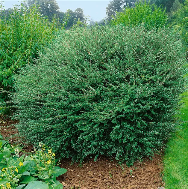 Lonicera ledebourii, Kalifornische Heckenkirsche - Baumschule Ley