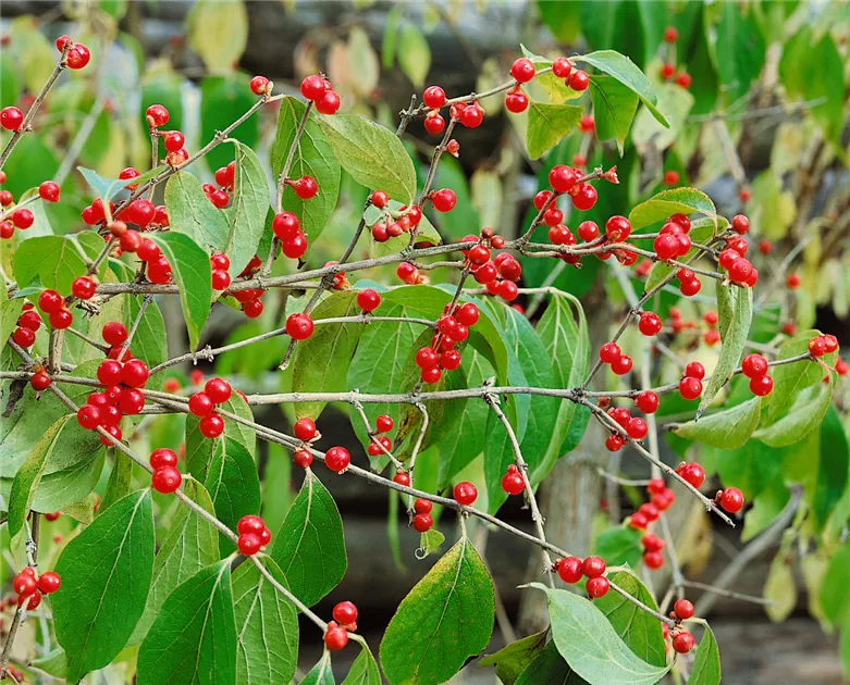 Lonicera maackii, Schirm-Heckenkirsche - Baumschule Ley