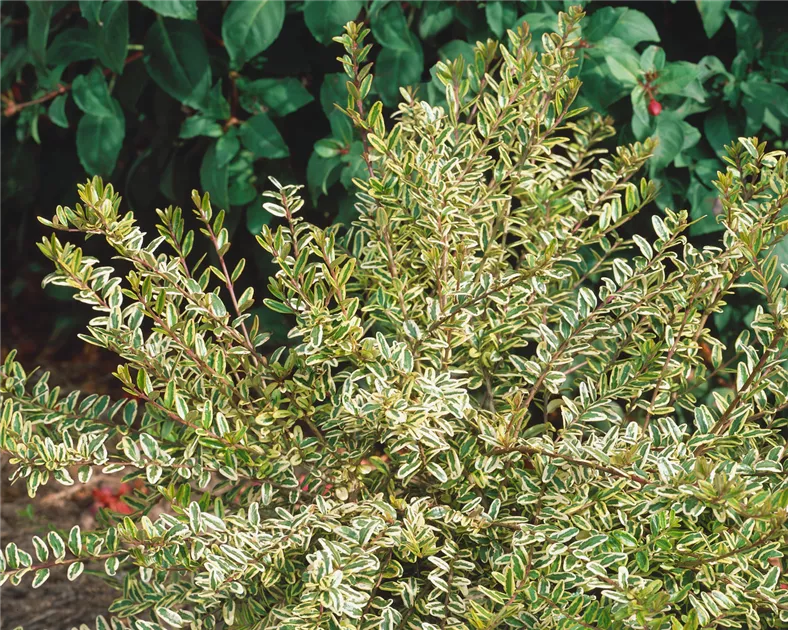 pittosporum planting Pittosporum Green – Sammy's Plant World main image 0