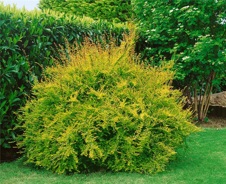 Lonicera nitida, Immergrne Heckenkirsche - Baumschule Ley