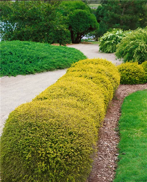 Lonicera nitida, Immergrne Heckenkirsche - Baumschule Ley