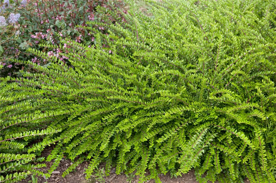 Lonicera nitida 'Maigrn', Heckenmyrte 'Maigrn' - Baumschule Ley