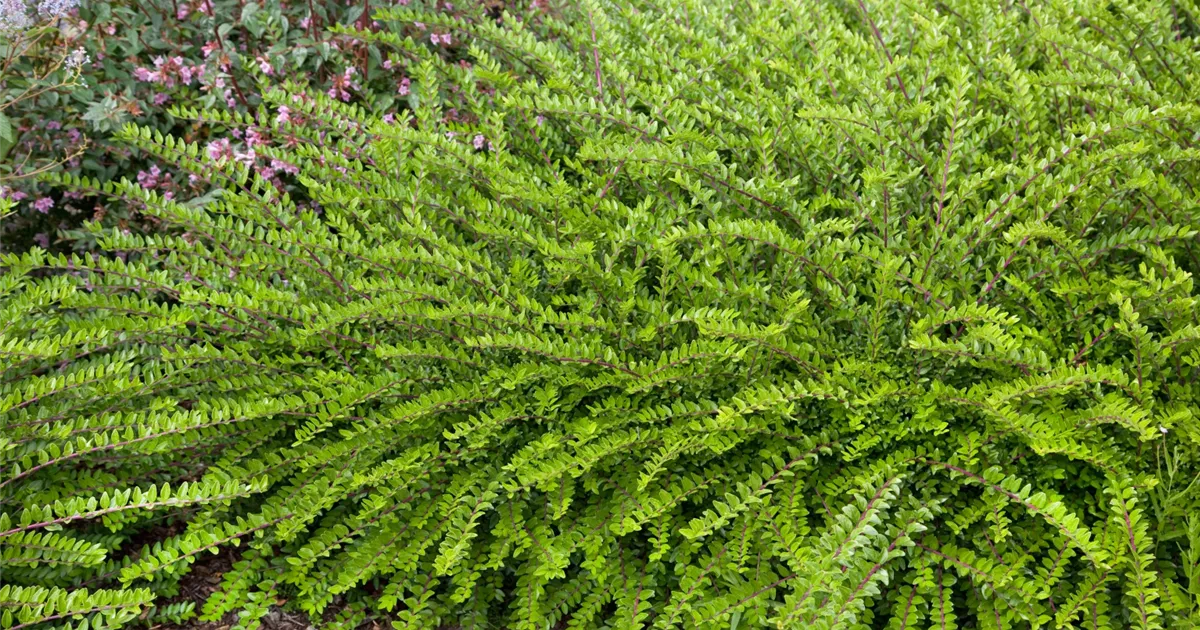 gollum jade plant Crassula ovata 'Gollum Jade' – Tristar Plants main image 1