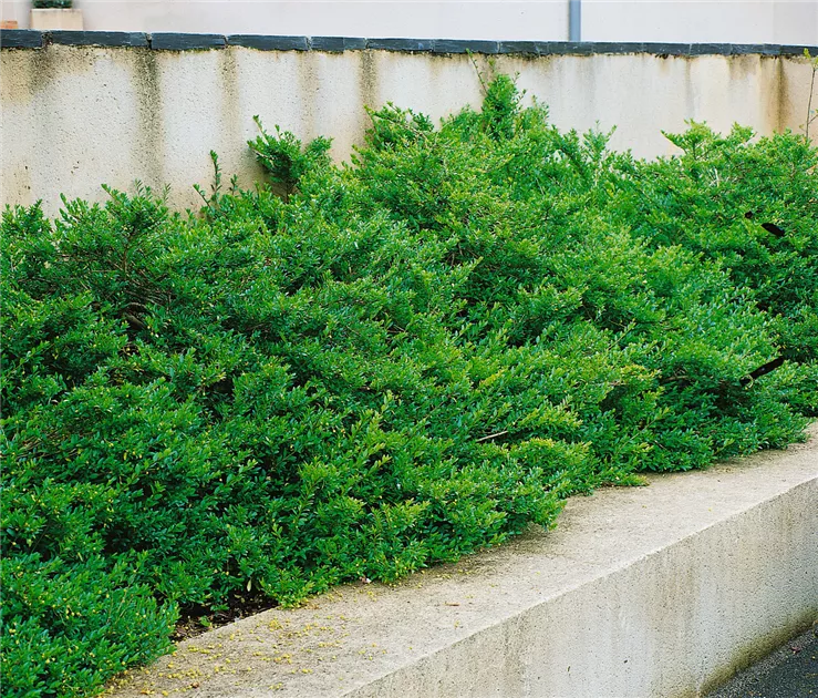 Lonicera nitida 'Maigrn', Heckenmyrte 'Maigrn' - Baumschule Ley