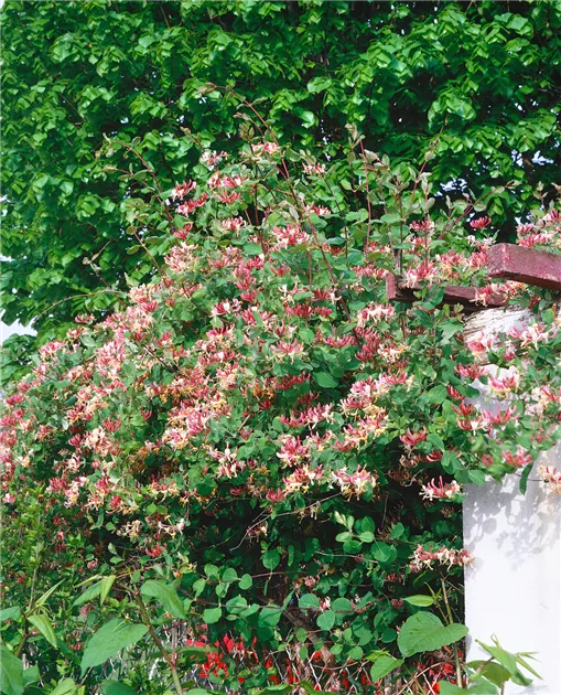Lonicera periclymenum, Wald-Geischlinge - Baumschule Ley