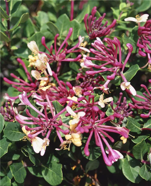 Lonicera periclymenum 'Belgica Select', Wald-Geischlinge 'Belgica Select'  - Baumschule Ley