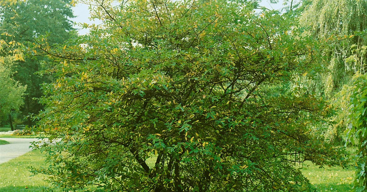 Ligustrum obtusifolium regelianum, Buschiger Liguster - Baumschule Ley