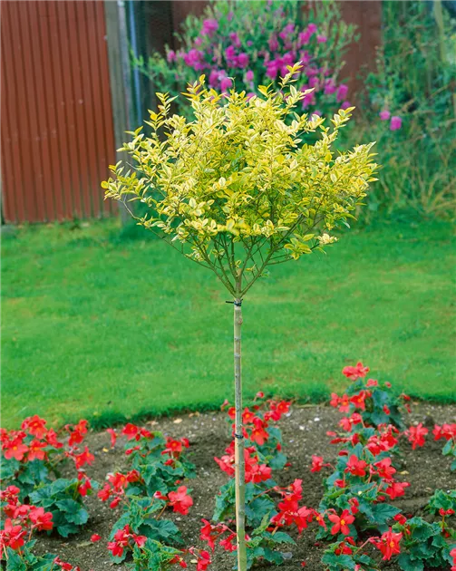 aureum liguster Goldliguster (Ligustrum ovalifolium 'Aureum') | 60-80 cm im Topf