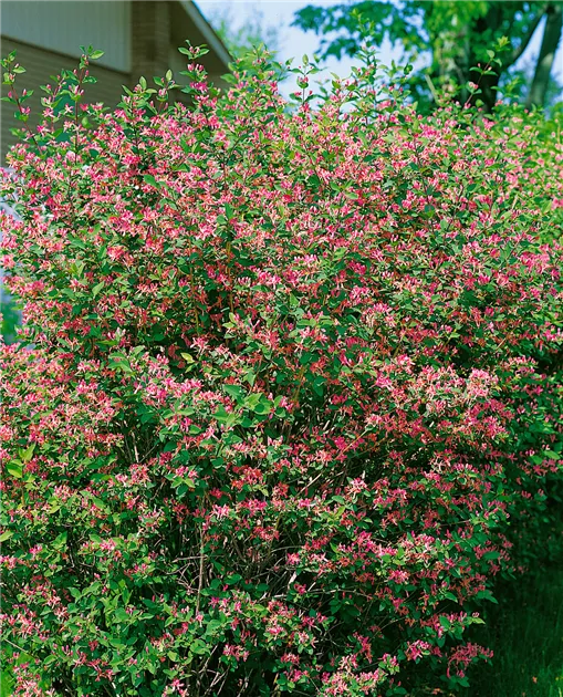 Lonicera tatarica, Tatarische Heckenkirsche - Baumschule Ley