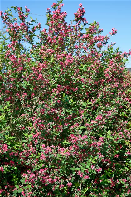 hygrophila plant Hygrophila sp. Chai - Pink Plants main image 1