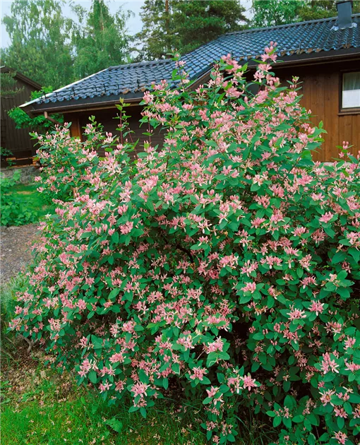 Lonicera tatarica 'Rosea', Tatarische Heckenkirsche 'Rosea' - Baumschule Ley