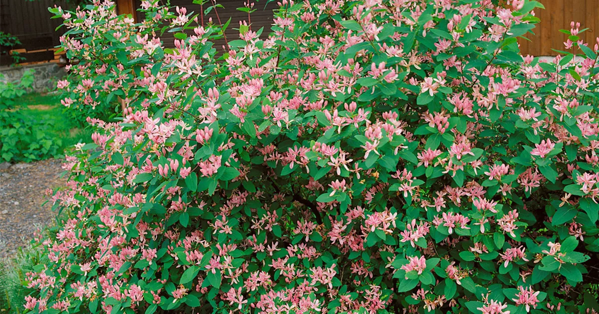 Lonicera tatarica 'Rosea', Tatarische Heckenkirsche 'Rosea' - Baumschule Ley