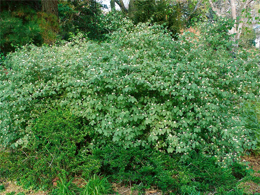 Lonicera xylosteum, Gemeine Heckenkirsche - Baumschule Ley