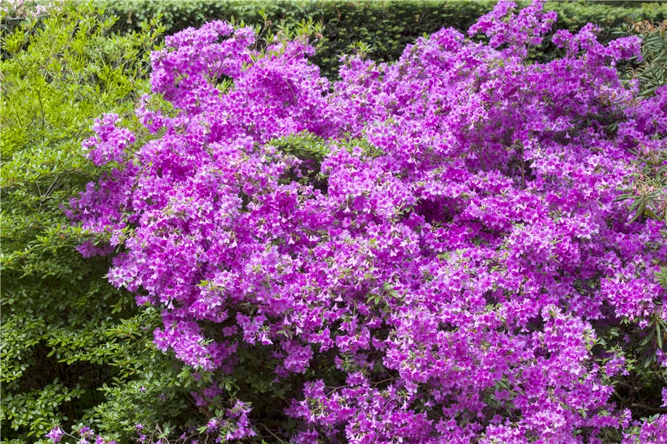 Rhododendron obtusum, Japanische Azalee - Baumschule Ley