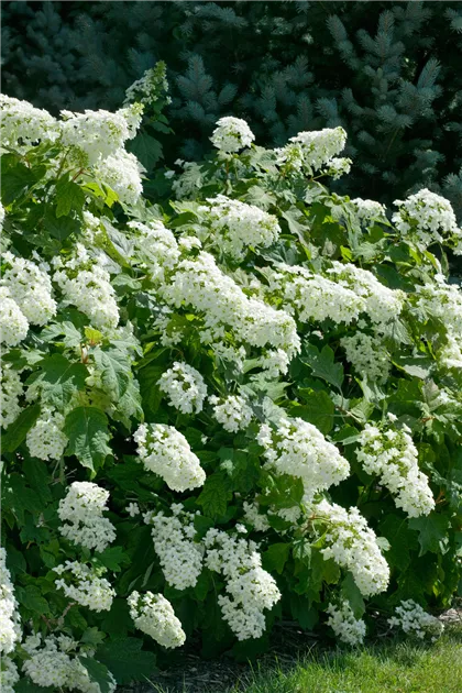 Hydrangea quercifolia 'Snowflake', Eichenblättrige Hortensie