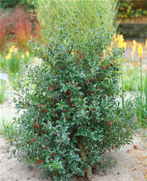 Ilex aquifolium 'Alaska', Alaska-Stechpalme 'Alaska' - Baumschule Ley