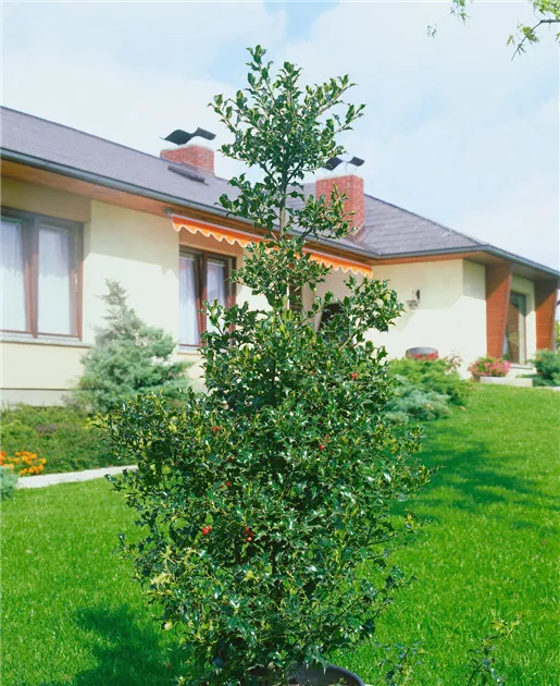 Ilex aquifolium 'Alaska', Alaska-Stechpalme 'Alaska' - Baumschule Ley