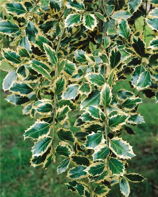 Ilex aquifolium 'Argentea Marginata', Weibunte Stechpalme 'Argentea  Marginata' - Baumschule Ley