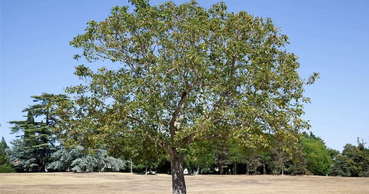 Walnussbaum – Juglans Regia, Höhe 125–150 Cm – Pflegeleichter Obstbaum Für Den Garten