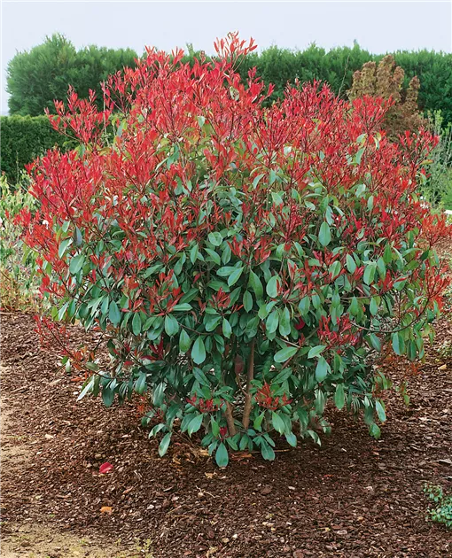Photinia fraseri 'Red Robin', Glanzmispel 'Red Robin' - Baumschule Ley