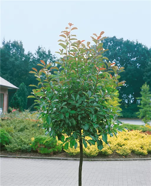 Photinia fraseri 'Red Robin', Glanzmispel 'Red Robin' - Baumschule Ley