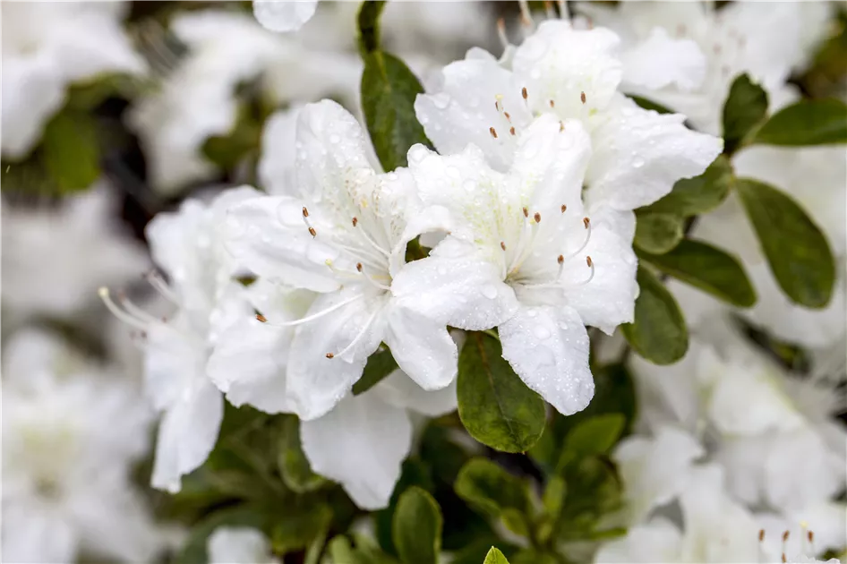 Rhododendron obtusum, wei, Japanische Azalee - Baumschule Ley