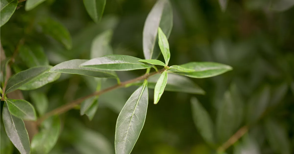 Ligustrum vulgare, Gemeiner Liguster - Baumschule Ley