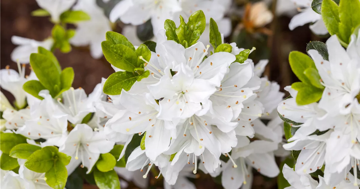 Rhododendron obtusum, wei, Japanische Azalee - Baumschule Ley