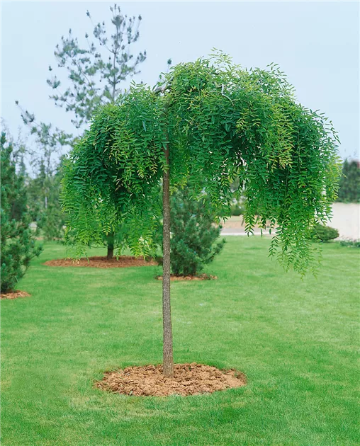 Sophora japonica 'Pendula', Hngender Schnurbaum 'Pendula' - Baumschule Ley