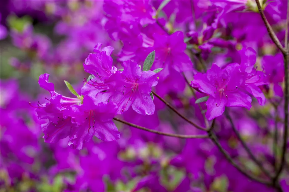 Rhododendron obtusum, lila, Japanische Azalee - Baumschule Ley