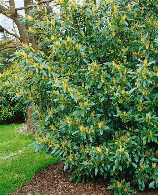 philodendron florida green standort Philodendron Florida Green main image 1
