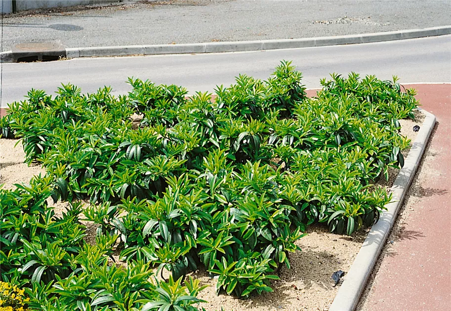 liguster baumschule Wintergrner Liguster 'Atrovirens'
