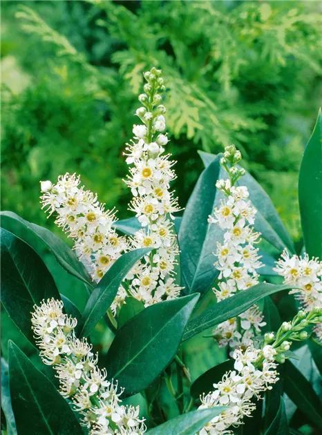 Prunus laurocerasus 'Otto Luyken', Lorbeerkirsche 'Otto Luyken' -  Baumschule Ley
