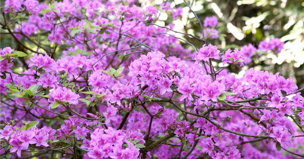 rhododendron bloombux farben Rhododendron 'Bloombux' Magenta kaufen