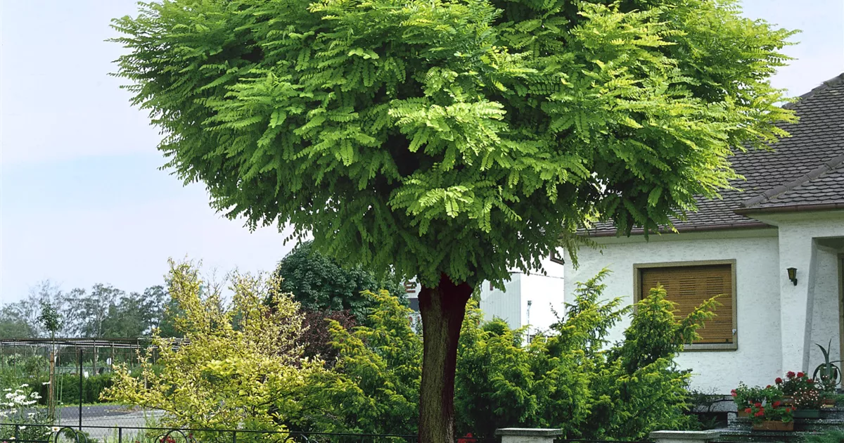 Produktbild von Kugel Akazie, Höhe: 180-190 Cm, Kugel Robinie, Robinia