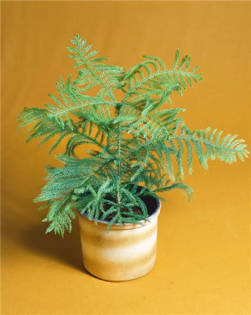 Araucaria, Araukarie - Baumschule Ley