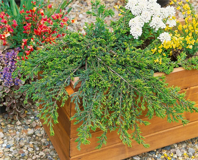 Juniperus communis 'Repanda', Kriechender Wacholder 'Repanda' - Baumschule  Ley