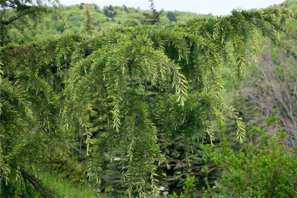 Cedrus atlantica 'Aurea', Goldene Atlaszeder 'Aurea' - Baumschule Ley