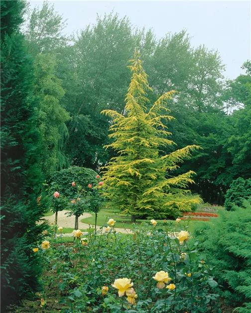 Cedrus atlantica 'Aurea', Goldene Atlaszeder 'Aurea' - Baumschule Ley