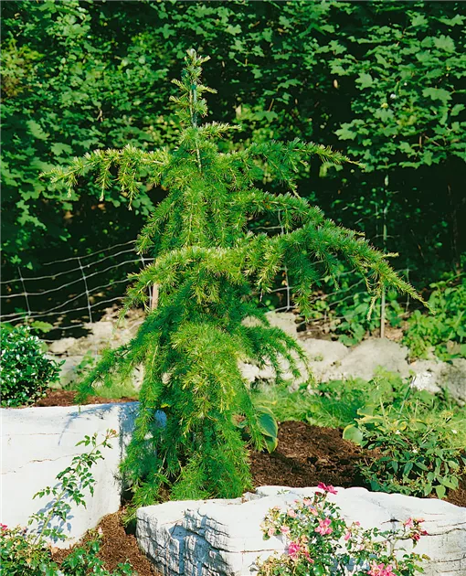 Cedrus deodara 'Pendula', Hnge-Himalaya-Zeder 'Pendula' - Baumschule Ley