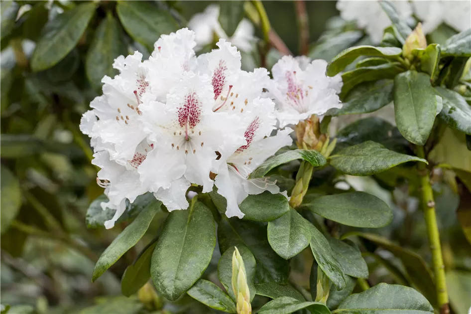 rhododendron wachstum pro jahr Purgrün Rhododendrondünger 1 Liter main image 0