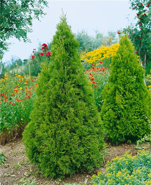 thuja shop Thuja Green Giant Arborvitae main image 0