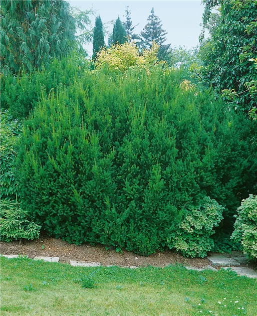 Taxus x media 'Hillii', Eibe 'Hillii' - Baumschule Ley