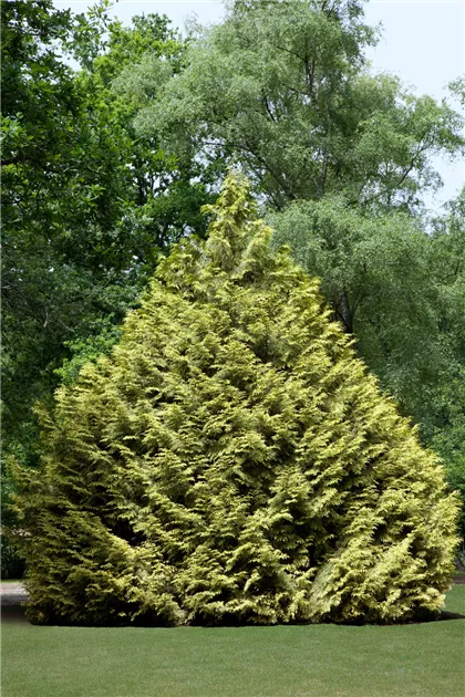 Thuja plicata, Riesen-Lebensbaum - Baumschule Ley