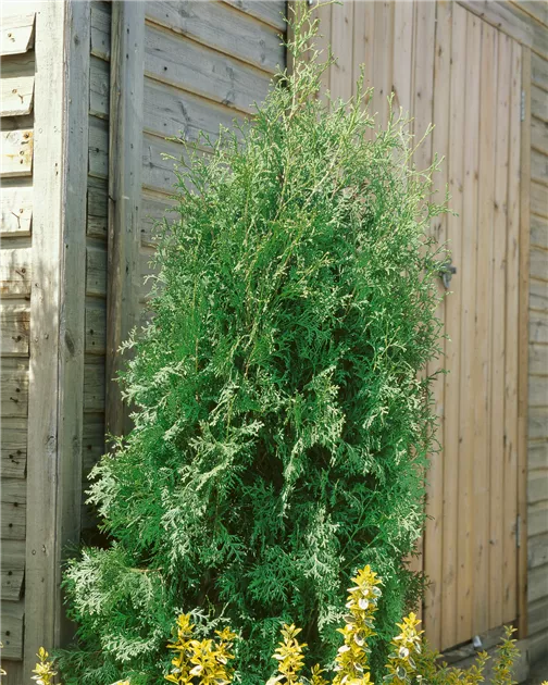 Thuja occidentalis 'Brabant', Lebensbaum 'Brabant' - Baumschule Ley