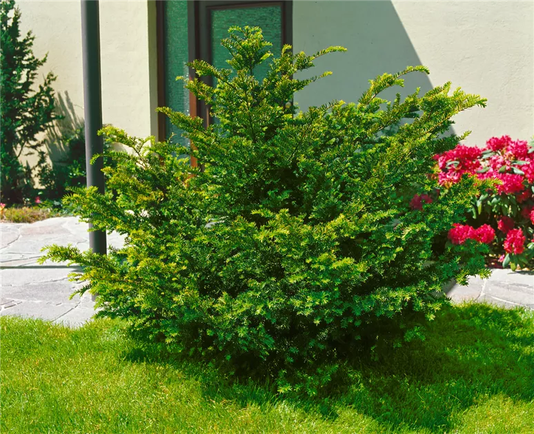 Taxus baccata 'Nissens Praesident', Eibe 'Nissens Prsident' - Baumschule  Ley